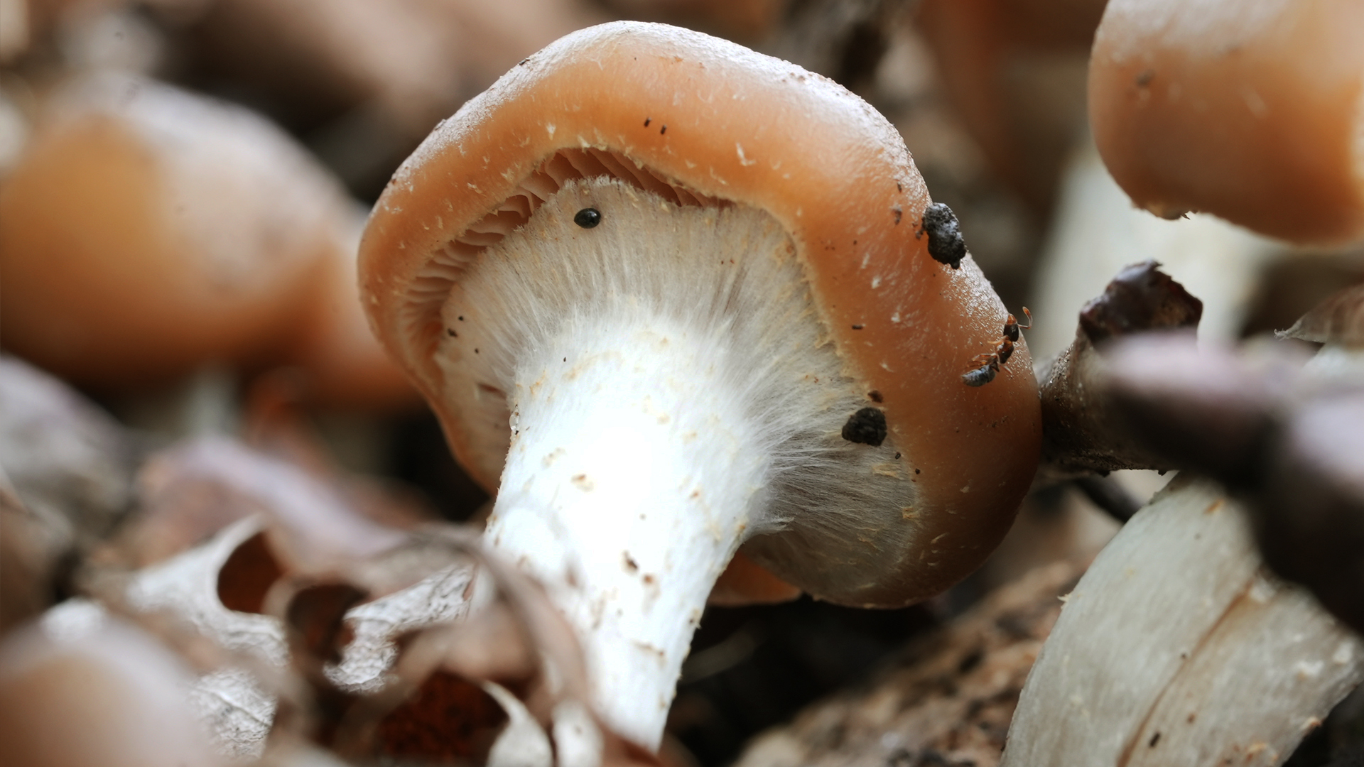 Beyond the Trip: Integrating Psilocybe Cubensis Experiences for Personal Growth