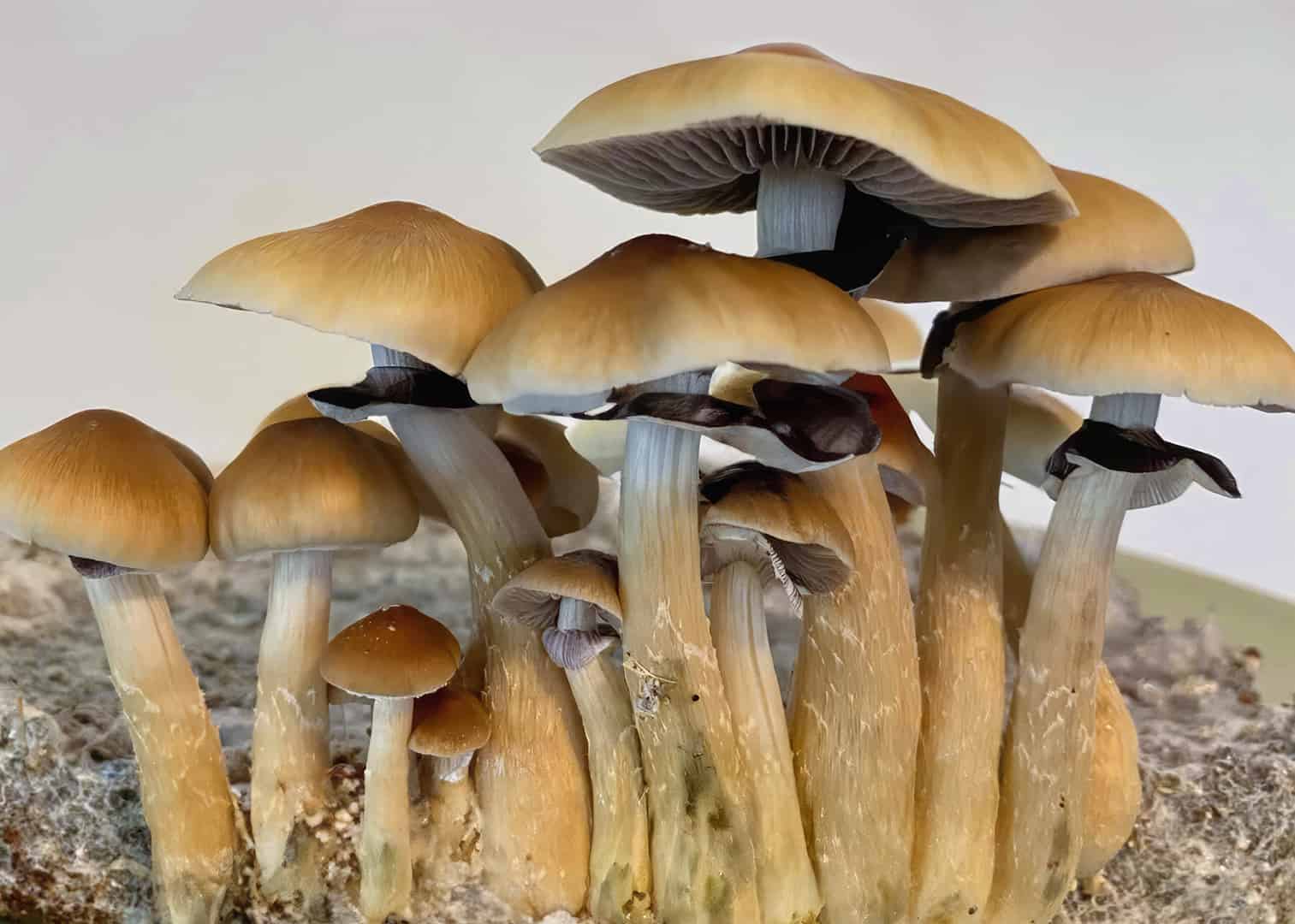 Exploring the Fascinating World of Z Strain Mushrooms: What You Need to Know